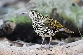 Oostelijke goudlijster