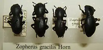 Zopherus gracilis