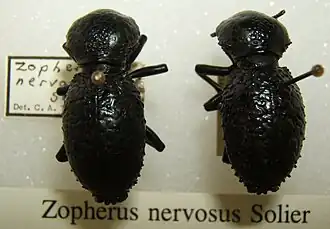 Zopherus nervosus