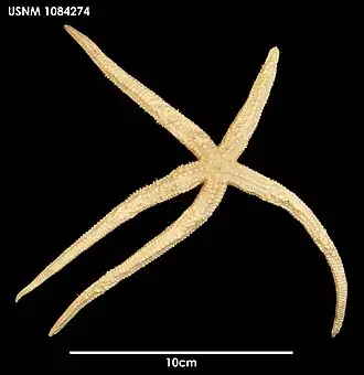 Zoroaster actinocles