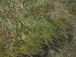 De associatie van klein zeegras