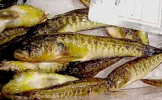 Zosterisessor ophiocephalus