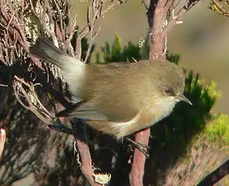 Grijze réunionbrilvogel