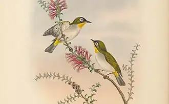 Kleine zwartvoorhoofdbrilvogel