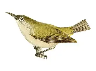 Olijfgroene réunionbrilvogel