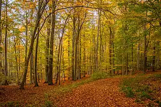 Beukenbos in het Grumsiner Forst.