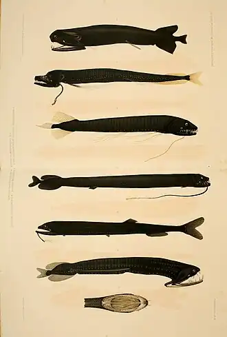 Illustraties van vissen door Erich Zugmayer