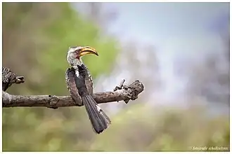 Zuidelijke Geelsnaveltok.