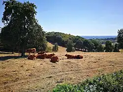 Waalse deel bij Hallembaye