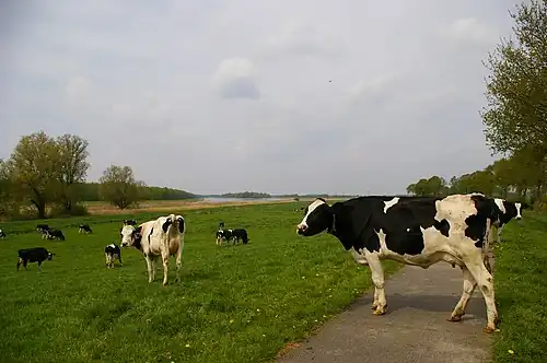 Kadoelermeer, bij Vollenhove