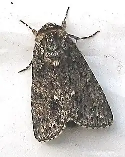 Acronicta rumicis Zuringuil