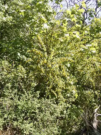 Close-up van de struiklaag