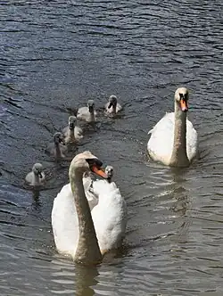 De voorste zwaan houdt eenden en meerkoetjes uit de buurt van de jongen