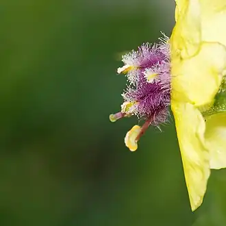 Zwarte toorts Zutphen