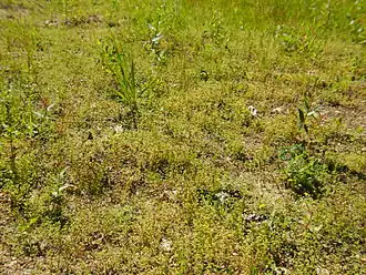 Dwergbiezen-verbond met o.a. dwergvlas