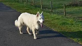 Langharige Zwitserse witte herder