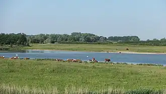 Kudde Hereford runderen langs de geul in de Vreugderijkerwaard