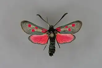 Zygaena corsica