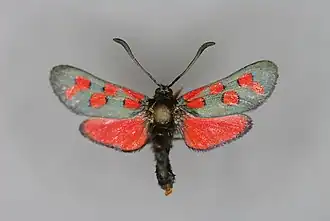 Zygaena oxytropis