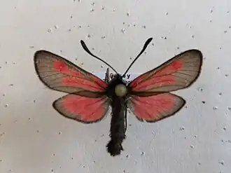 Zygaena brizae