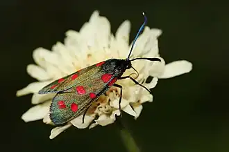 Zygaena dorycnii