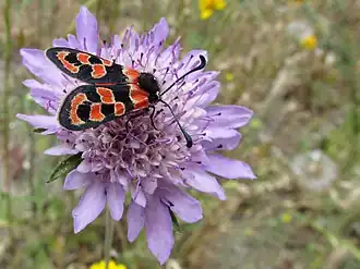 Zygaena gibraltarica