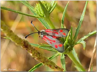 Zygaena favonia