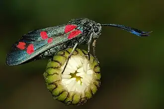Zygaena felix
