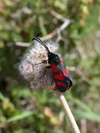 Zygaena graslini