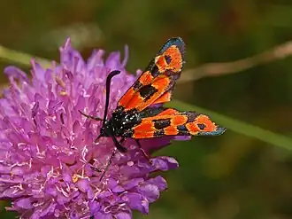 Zygaena hilaris