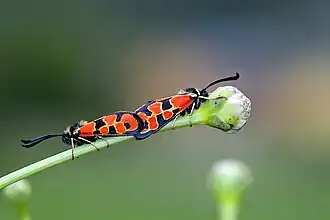 Zygaena hilaris