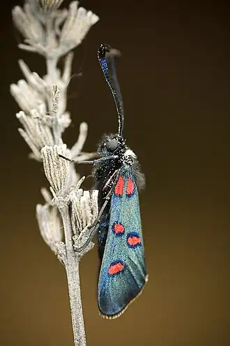 Zygaena lavandulae