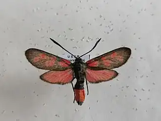Zygaena niphona
