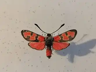 Zygaena olivieri