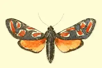 Zygaena orana
