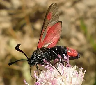 Zygaena sarpedon