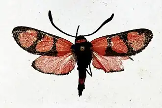 Zygaena tamara