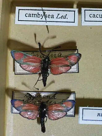 Zygaena cambysea