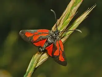 Zygaena osterodensis
