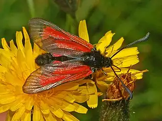 Zygaena purpuralis