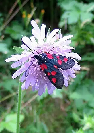 Zygaena trifolii Vijfvlek-sint-jansvlinder