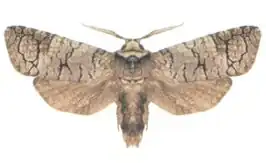 Zyganisus caliginosus