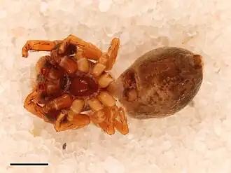 Zygoballus iridescens