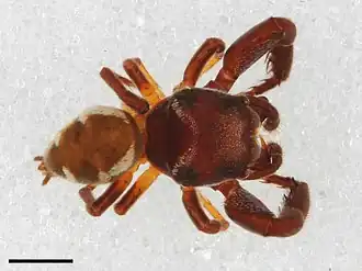 Zygoballus minutus