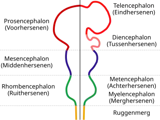 Deze schematische tekening laat de onderverdelingen zien van de hersenen van een embryo. Later zullen deze delen zich ontwikkelen tot volwassen structuren