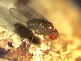 Drosophila innubila
