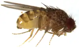 Drosophila mercatorum