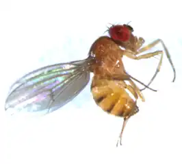 Drosophila testacea