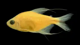 Nematocharax venustus