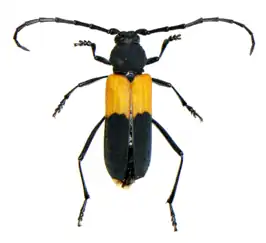 Purpuricenus axillaris
